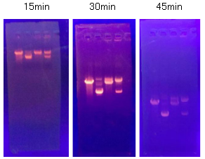 Simgen-pUC-19 DNA-實驗結(jié)果圖