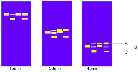 Simgen-pUC-19 DNA-實驗結(jié)果模擬圖