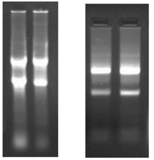 simgen-RNA純化試劑盒-純化150μl待純化的RNA的電泳圖