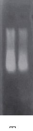 simgen-2×PCR Mix-植物/真菌DNA試劑盒-電泳結(jié)果圖