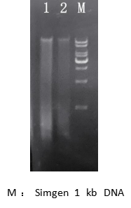 simgen-2×PCR Mix-植物/真菌DNA試劑盒-電泳結(jié)果圖