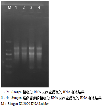 simgen-植物總RNA試劑盒-高多糖多酚植物總RNA試劑盒-電泳結(jié)果圖