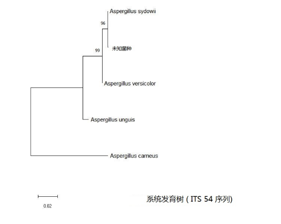 simgen-2×PCR Mix-植物/真菌DNA試劑盒-系統(tǒng)發(fā)育樹（ITS 54序列）