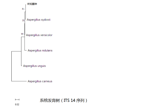 simgen-2×PCR Mix-植物/真菌DNA試劑盒-系統(tǒng)發(fā)育樹（ITS 14序列）