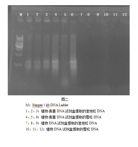 simgen-植物DNA試劑盒-植物/真菌DNA試劑盒-電泳圖二