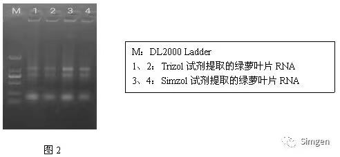 simgen-Simzol試劑-Trizol試劑-Buffer EX（可完美替換氯仿）-溶菌酶-Sim-100超微量分光光度計(jì)-電泳結(jié)果圖2