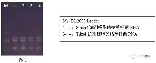 simgen-Simzol試劑-Trizol試劑-Buffer EX（可完美替換氯仿）-溶菌酶-Sim-100超微量分光光度計(jì)-電泳結(jié)果圖3