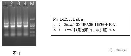 simgen-Simzol試劑-Trizol試劑-Buffer EX（可完美替換氯仿）-溶菌酶-Sim-100超微量分光光度計(jì)-電泳結(jié)果圖4