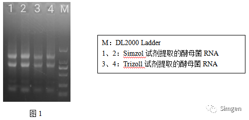 simgen-Simzol試劑-Trizol試劑-Buffer EX（可完美替換氯仿）-溶菌酶-Sim-100超微量分光光度計(jì)-電泳結(jié)果圖1