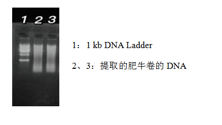 simgen-動物組織DNA試劑盒-雞源性DNA熒光PCR檢測試劑盒-鴨源性DNA熒光PCR檢測試劑盒-豬源性DNA熒光PCR檢測試劑盒-Sim-100超微量分光光度計-電泳圖