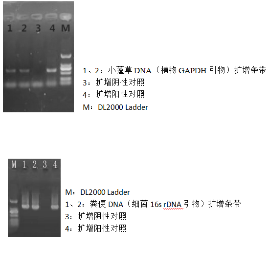 快速通用型基因組DNA提取試劑盒-2×PCR Mix-溶菌酶-電泳結(jié)果圖二