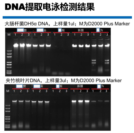 快速通用型基因組DNA提取試劑盒-DNA提取電泳檢測結(jié)果