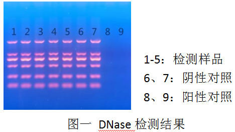 DL2000 Ladder-DNA純化試劑盒（PCR清潔試劑盒）-DNase Ⅰ-Carrier RNA-RNase A -DNase檢測電泳結(jié)果