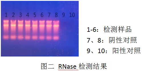 DL2000 Ladder-DNA純化試劑盒（PCR清潔試劑盒）-DNase Ⅰ-Carrier RNA-RNase A -RNase檢測電泳結(jié)果