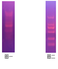 Simgen溴化乙錠-核酸染料對(duì)比電泳圖