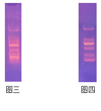 Simgen將Gelred的濃度稀釋10倍和100倍的電泳結(jié)果對(duì)比圖