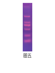 Simgen用泡染法進(jìn)行Gelred染色結(jié)果圖